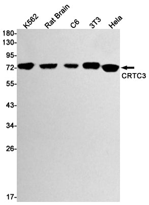 CRTC3 (15L1) Rabbit Monoclonal Antibody