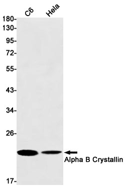 CRYAB (9C10) Rabbit Monoclonal Antibody
