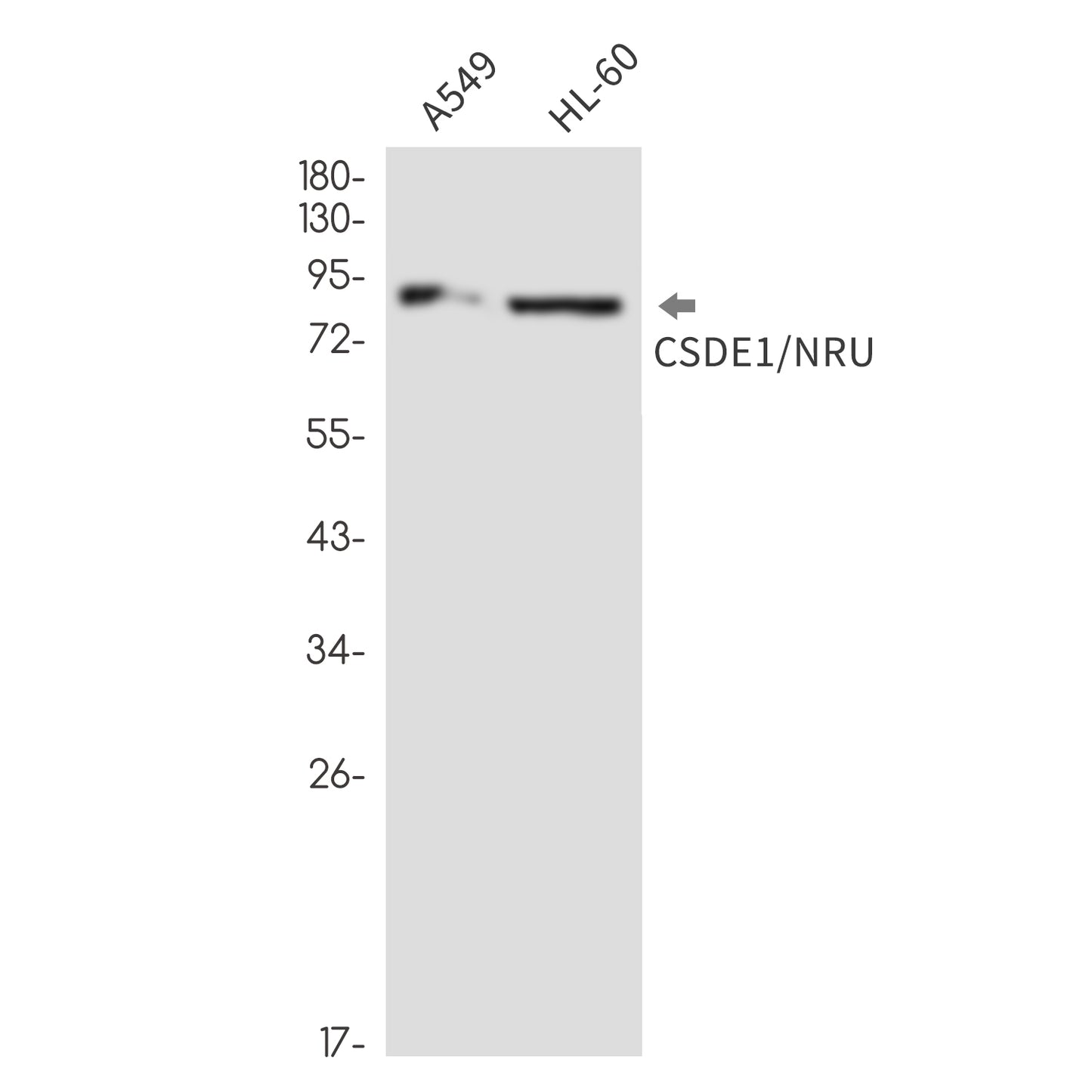 CSDE1 (9U18) Rabbit Monoclonal Antibody