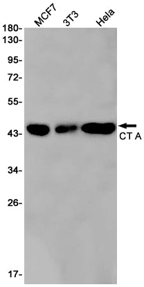 CT A (6E19) Rabbit Monoclonal Antibody