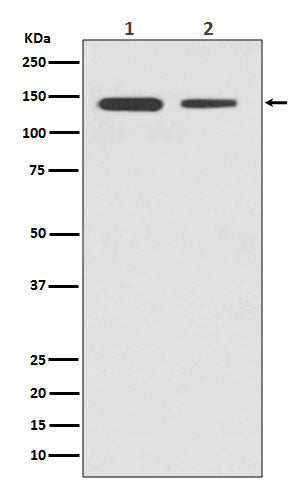 CTCF (13G13) Rabbit Monoclonal Antibody