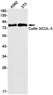 Cullin 3 (11E9) Rabbit Monoclonal Antibody