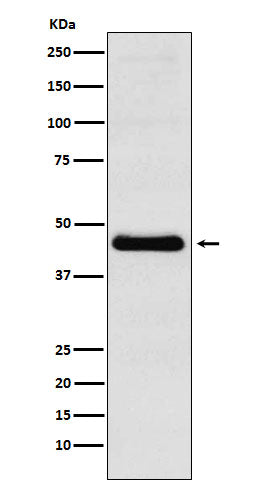 CXCR5 (12M9) Rabbit Monoclonal Antibody