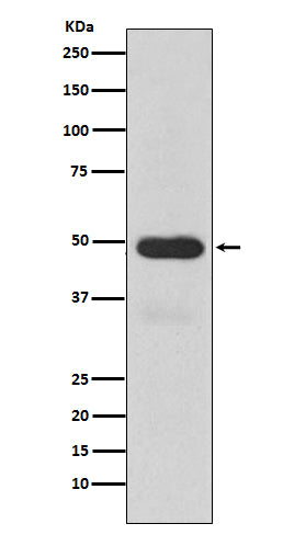 Cytochrome P450 3A4 (12D7) Rabbit Monoclonal Antibody