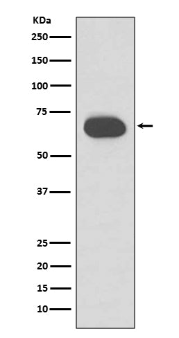 Cytokeratin 1 (1G12) Rabbit Monoclonal Antibody