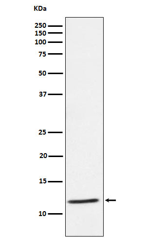 DAP12 (15G16) Rabbit Monoclonal Antibody