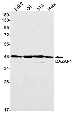 DAZAP1 (12Y15) Rabbit Monoclonal Antibody