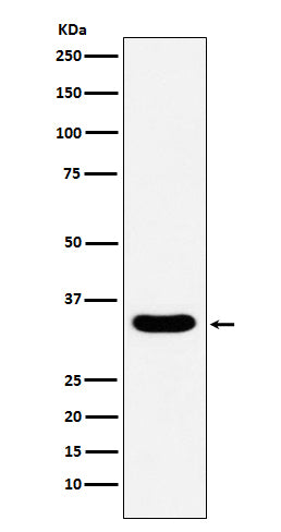 DAZL (11G2) Rabbit Monoclonal Antibody
