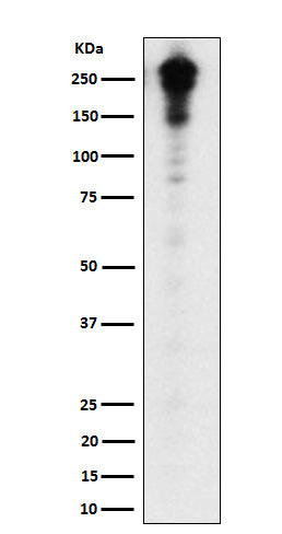 Desmoplakin (9S12) Rabbit Monoclonal Antibody