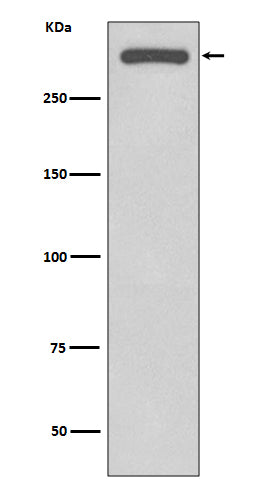 DNA-PKcs (16N19) Rabbit Monoclonal Antibody