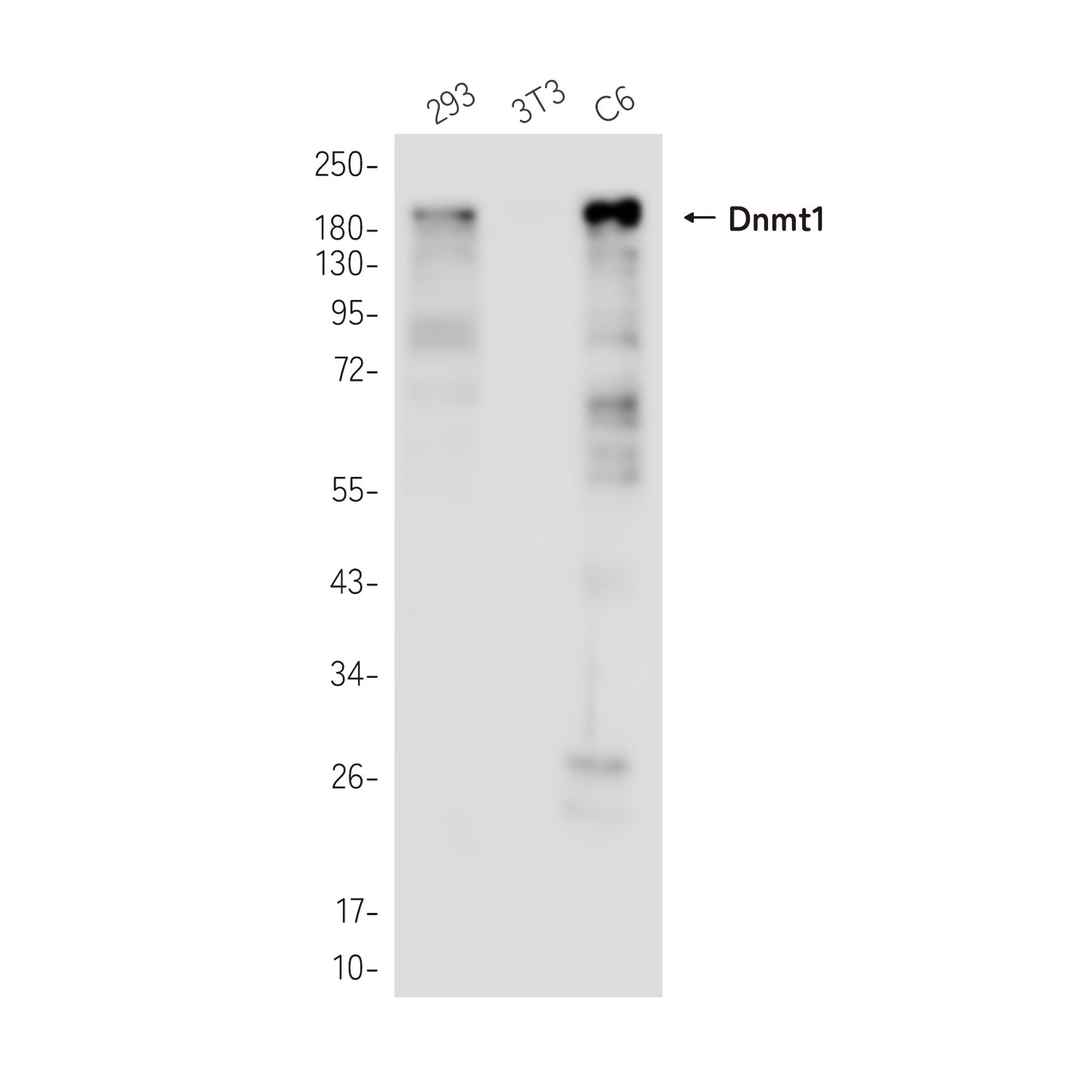 Dnmt1 (10B9) Rabbit Monoclonal Antibody