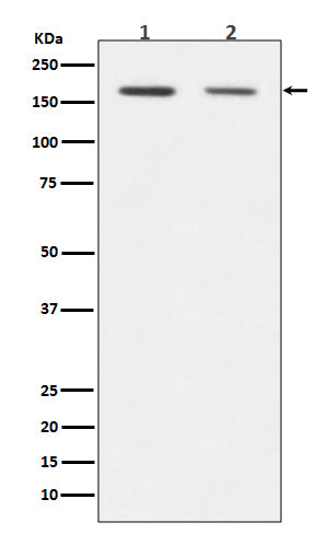 Dnmt1 (6V9) Rabbit Monoclonal Antibody