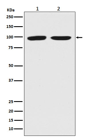 Dnmt3b (1S2) Rabbit Monoclonal Antibody