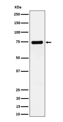 Dopamine beta Hydroxylase (11L14) Rabbit Monoclonal Antibody