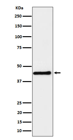 DPF2 (12O14) Rabbit Monoclonal Antibody