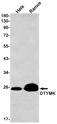 DTYMK (3P6) Rabbit Monoclonal Antibody