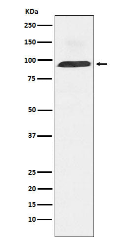 Dynamin 3 (10M7) Rabbit Monoclonal Antibody
