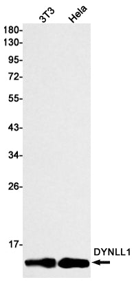 DYNLL1 (5C17) Rabbit Monoclonal Antibody