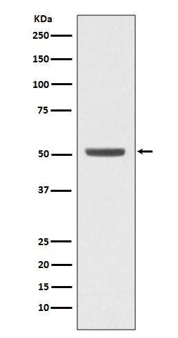 E2F2 (6C14) Rabbit Monoclonal Antibody