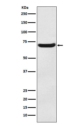 EAAT3 (4R8) Rabbit Monoclonal Antibody