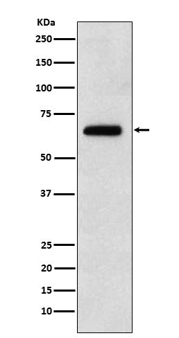 EBF1 (6I9) Rabbit Monoclonal Antibody