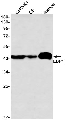 EBP1 / PA2G4 (2M5) Rabbit Monoclonal Antibody