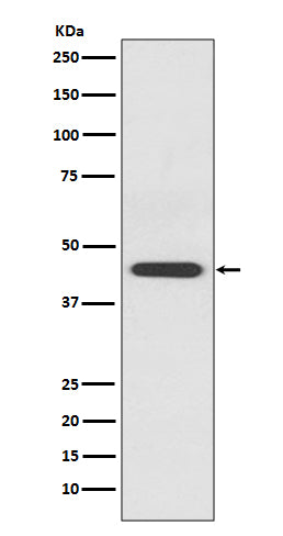EDG1 (2B18) Rabbit Monoclonal Antibody