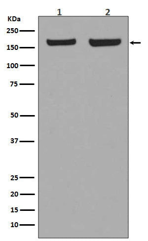 EEA1 (3B7) Rabbit Monoclonal Antibody