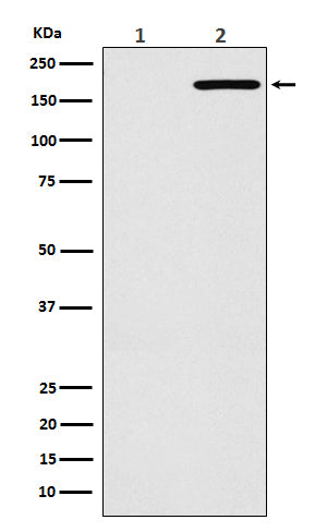 EGFR(L858R mutation) (8P17) Rabbit Monoclonal Antibody