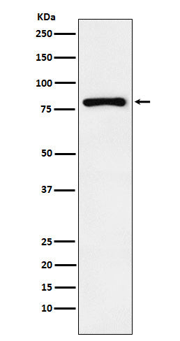 Egr1 (6T16) Rabbit Monoclonal Antibody