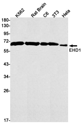 EHD1 (13E1) Rabbit Monoclonal Antibody