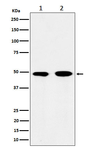 eIF3e (7U5) Rabbit Monoclonal Antibody