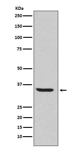 Endo G (1G19) Rabbit Monoclonal Antibody