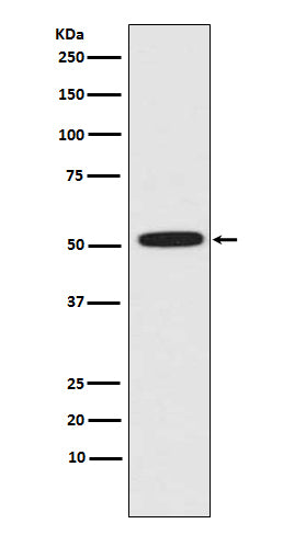 ERG (10X14) Rabbit Monoclonal Antibody