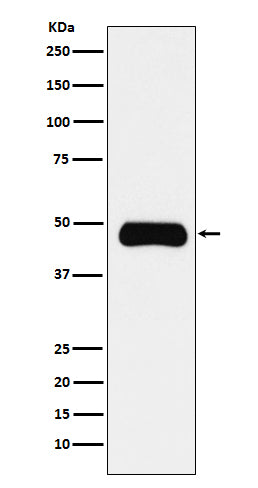ETS1 (11S7) Rabbit Monoclonal Antibody