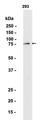 FACL4 (17M4) Rabbit Monoclonal Antibody