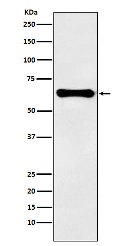 Factor IX (1L7) Rabbit Monoclonal Antibody