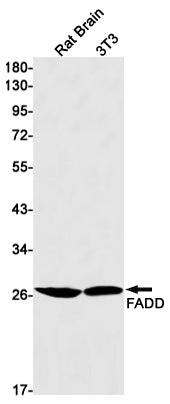FADD (18S3) Rabbit Monoclonal Antibody