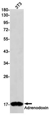 FDX1 / ADX (18G16) Rabbit Monoclonal Antibody