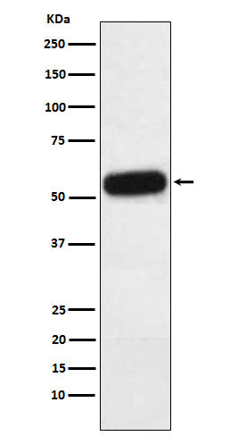 Fetuin A (6M11) Rabbit Monoclonal Antibody