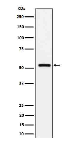 Fetuin B (15R6) Rabbit Monoclonal Antibody