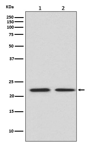 FGF21 (7E19) Rabbit Monoclonal Antibody