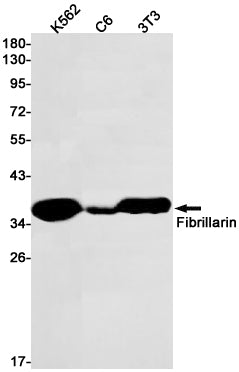 Fibrillarin (12Z1) Rabbit Monoclonal Antibody