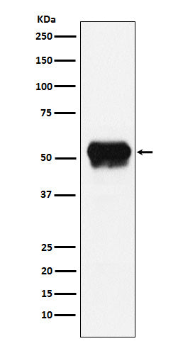 Fibrinogen gamma chain (3Z7) Rabbit Monoclonal Antibody