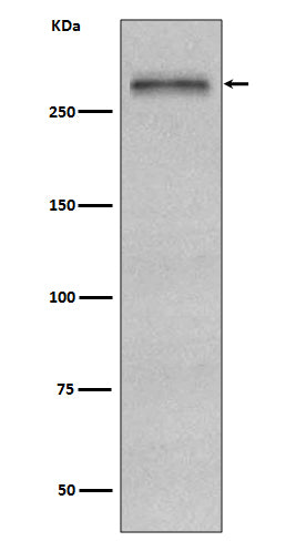 Fibronectin (5H16) Rabbit Monoclonal Antibody