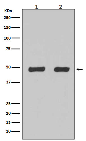 Flotillin 2 (1C5) Rabbit Monoclonal Antibody