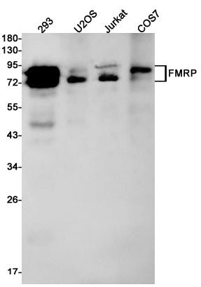 FMRP (1N14) Rabbit Monoclonal Antibody