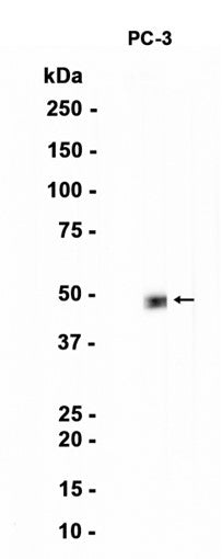 FOXA2 (1Z7) Rabbit Monoclonal Antibody