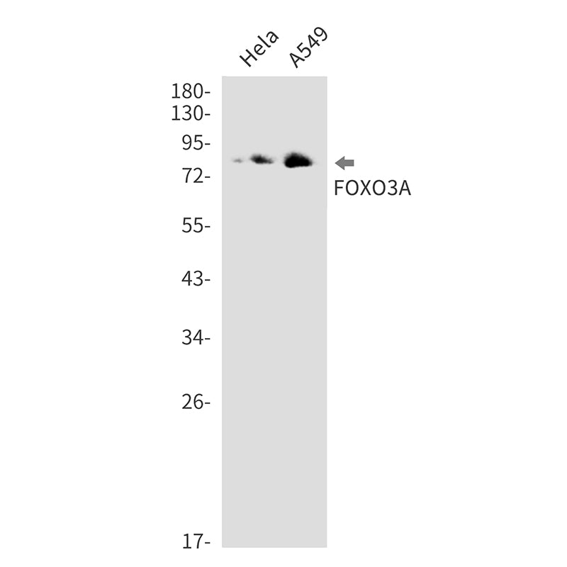 FoxO3a (2Z6) Rabbit Monoclonal Antibody