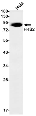FRS2 (6V10) Rabbit Monoclonal Antibody